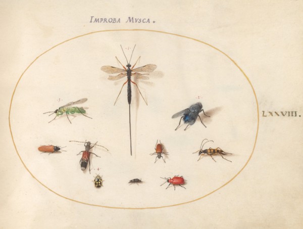 Plate 78: Ten Insects, Including a Blue Fly, c. 1575/1580.