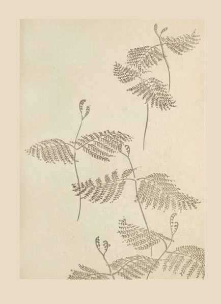 Illustration from "Shin bijutsukai", 1901-1902. Creators: Sekka, Kamisaka (1866-1942), Korin, Furuya (1875-1910)