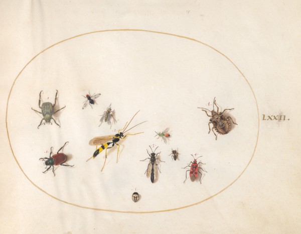 Plate 72: Shield Bug, Wasp, and Other Insects, c. 1575/1580.