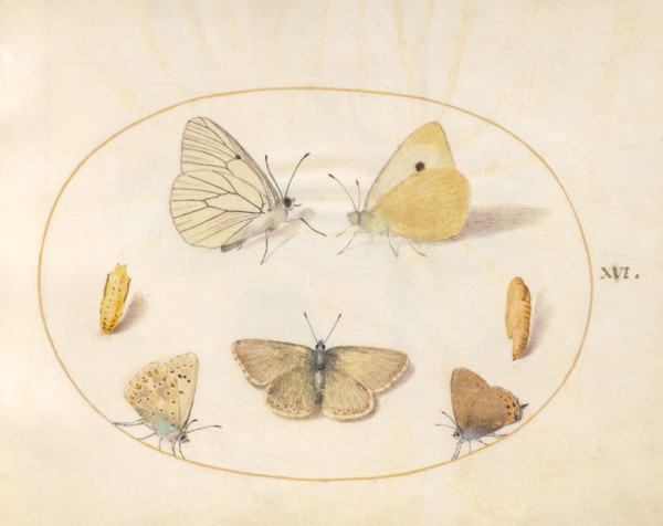 Plate 16: Five Butterflies and Two Chrysalides, c. 1575/1580.