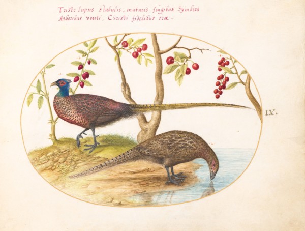 Animalia Volatilia et Amphibia (Aier): Plate IX, c. 1575/1580.