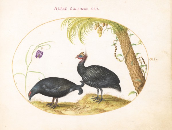 Animalia Volatilia et Amphibia (Aier): Plate XI, c. 1575/1580.