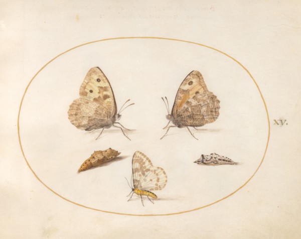 Plate 15: Three Butterflies and Two Chrysalides, c. 1575/1580.