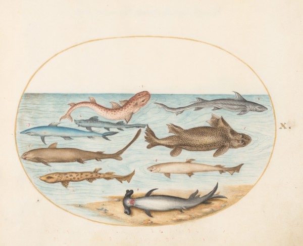 Animalia Aqvatilia et Cochiliata (Aqva): Plate X, c. 1575/1580.