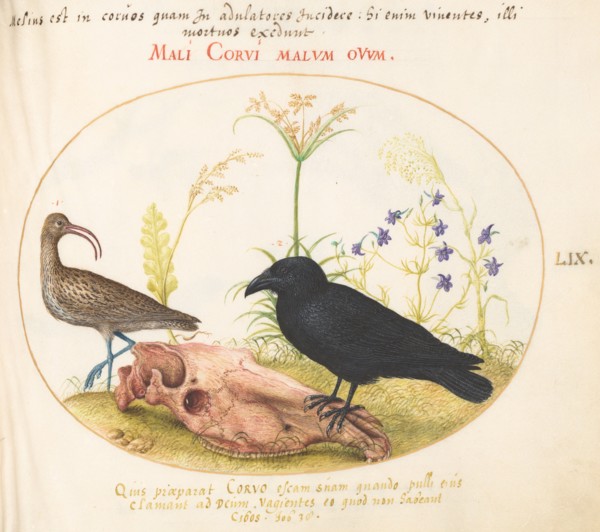 Animalia Volatilia et Amphibia (Aier): Plate LIX, c. 1575/1580.