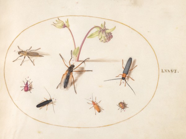 Plate 76: Insects with a Pink and Cream Columbine, c. 1575/1580.