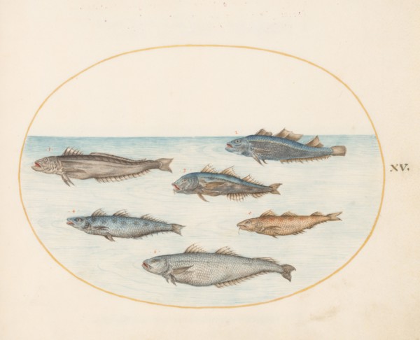 Animalia Aqvatilia et Cochiliata (Aqva): Plate XV, c. 1575/1580.