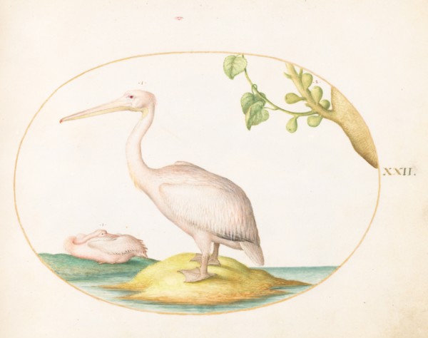 Animalia Volatilia et Amphibia (Aier): Plate XXII, c. 1575/1580.