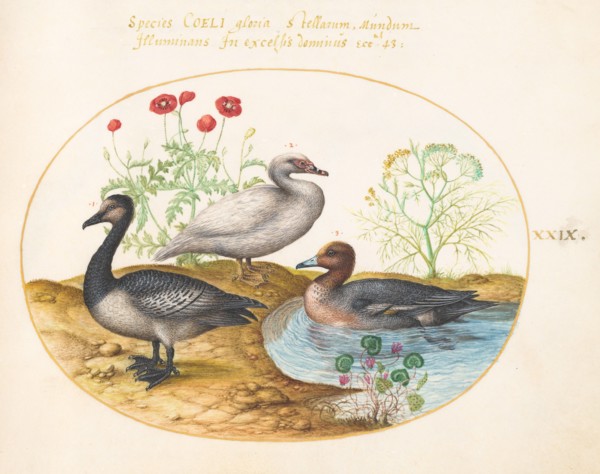 Animalia Volatilia et Amphibia (Aier): Plate XXIX, c. 1575/1580.
