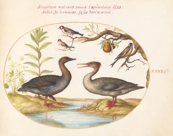 Animalia Volatilia et Amphibia (Aier): Plate XXXI, c. 1575/1580.