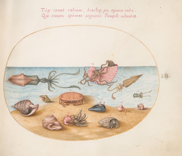 Animalia Aqvatilia et Cochiliata (Aqva): Plate LII, c. 1575/1580.