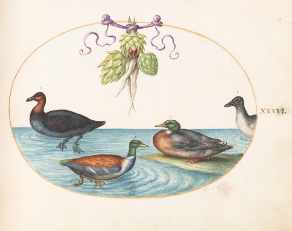 Animalia Volatilia et Amphibia (Aier): Plate XXXVI, c. 1575/1580.
