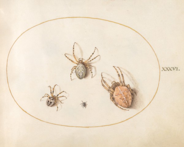 Plate 36: Three Large Spiders and One Small Spider, c. 1575/1580.