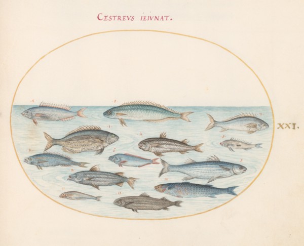 Animalia Aqvatilia et Cochiliata (Aqva): Plate XXI, c. 1575/1580.