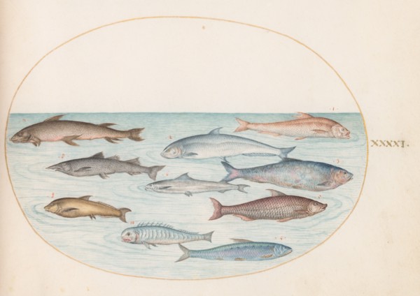 Animalia Aqvatilia et Cochiliata (Aqva): Plate XLI, c. 1575/1580.