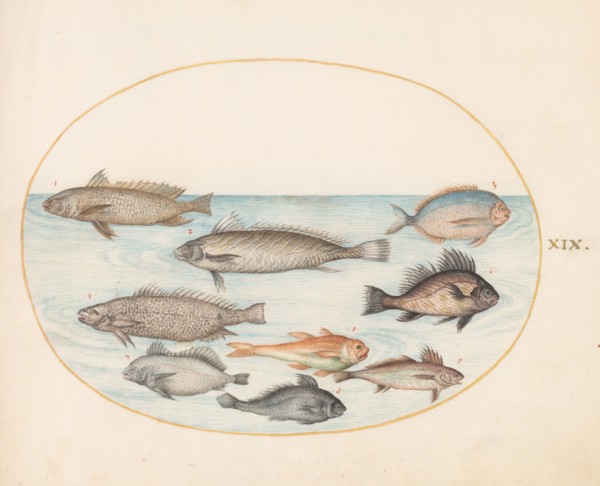 Animalia Aqvatilia et Cochiliata (Aqva): Plate XIX, c. 1575/1580.