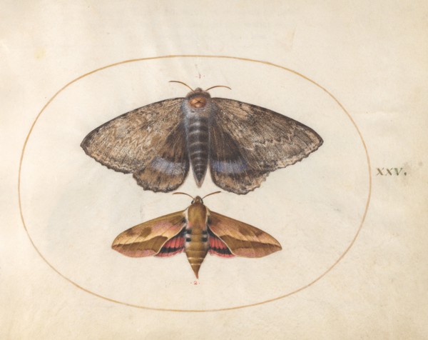 Plate 25: Blue Underwing Moth and Spurge Hawk Moth, c. 1575/1580.