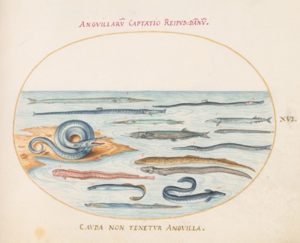 Animalia Aqvatilia et Cochiliata (Aqva): Plate XVI, c. 1575/1580.