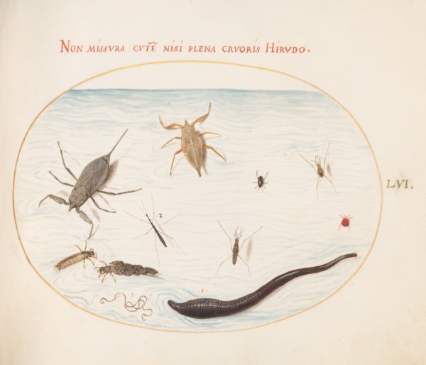 Animalia Aqvatilia et Cochiliata (Aqva): Plate LVI, c. 1575/1580.