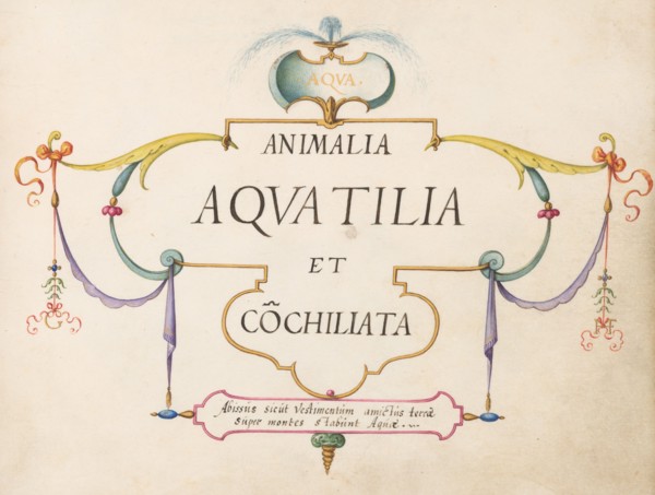 Animalia Aqvatilia et Cochiliata (Aqva): Title Page, c. 1575/1580.