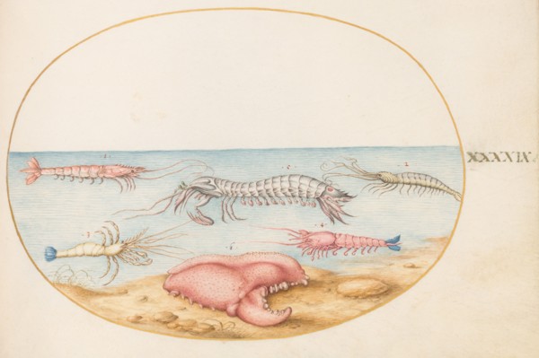 Animalia Aqvatilia et Cochiliata (Aqva): Plate XLIX, c. 1575/1580.