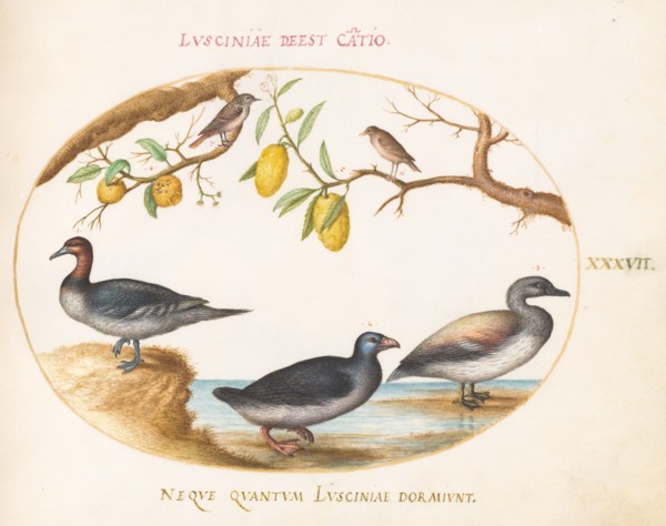 Animalia Volatilia et Amphibia (Aier): Plate XXXVII, c. 1575/1580.