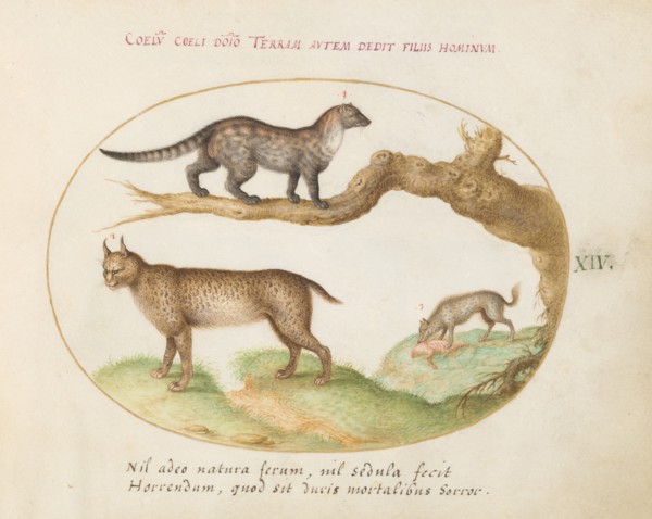 Animalia Qvadrvpedia et Reptilia (Terra): Plate XIV, c. 1575/1580.