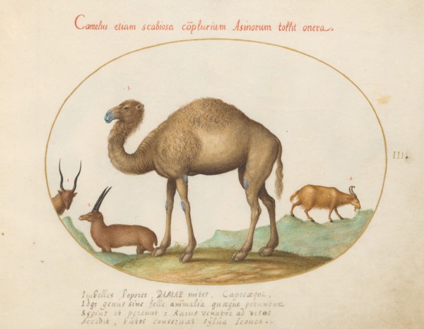 Animalia Qvadrvpedia et Reptilia (Terra): Plate III, c. 1575/1580.