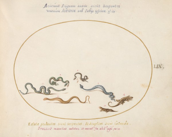 Animalia Qvadrvpedia et Reptilia (Terra): Plate LIX, c. 1575/1580.