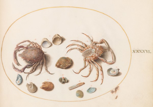 Animalia Aqvatilia et Cochiliata (Aqva): Plate XLVI, c. 1575/1580.