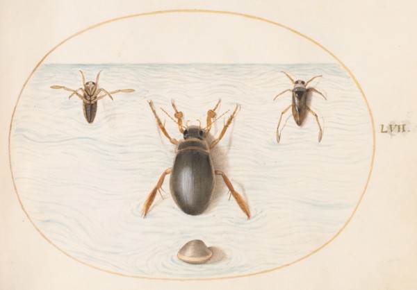 Animalia Aqvatilia et Cochiliata (Aqva): Plate LVII, c. 1575/1580.