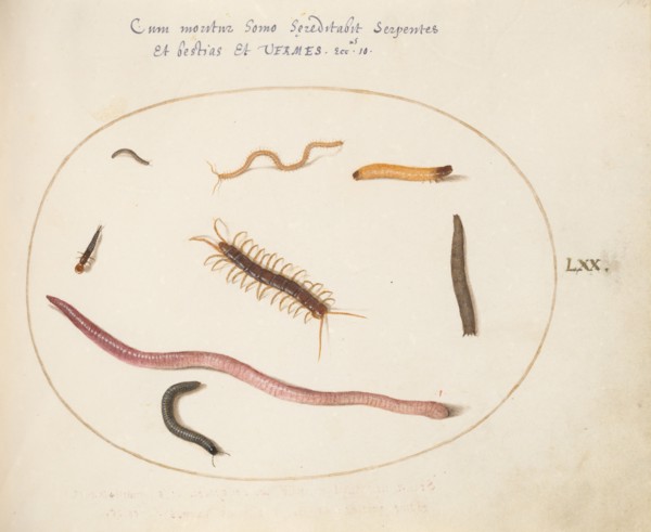 Animalia Qvadrvpedia et Reptilia (Terra): Plate LXX, c. 1575/1580.