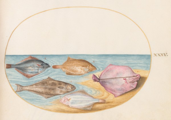 Animalia Aqvatilia et Cochiliata (Aqva): Plate XXXV, c. 1575/1580.