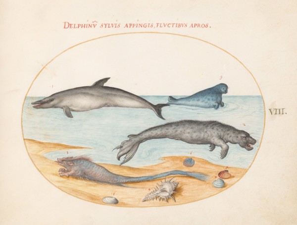 Animalia Aqvatilia et Cochiliata (Aqva): Plate VIII, c. 1575/1580.