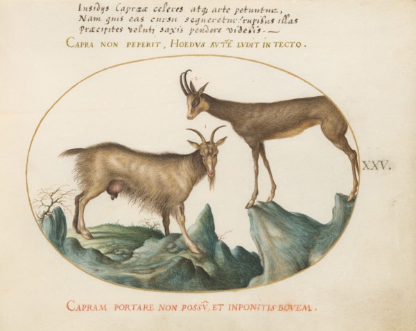 Animalia Qvadrvpedia et Reptilia (Terra): Plate XXV, c. 1575/1580.