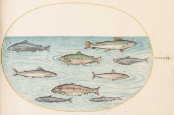 Animalia Aqvatilia et Cochiliata (Aqva): Plate XLII, c. 1575/1580.