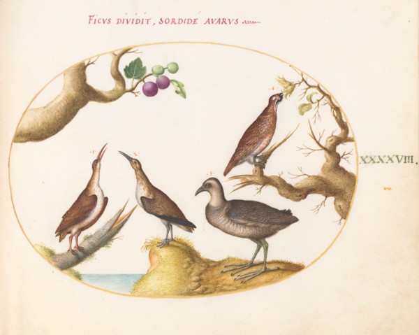 Animalia Volatilia et Amphibia (Aier): Plate XLVIII, c. 1575/1580.