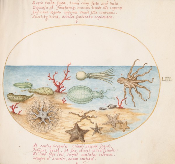 Animalia Aqvatilia et Cochiliata (Aqva): Plate LIII, c. 1575/1580.