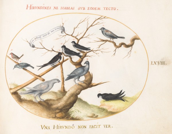 Animalia Volatilia et Amphibia (Aier): Plate LXVIII, c. 1575/1580.