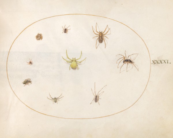Plate 41: Yellow Spider Surrounded by Eight Spiders, c. 1575/1580.