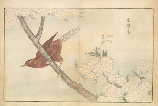Illustration from "Pictures of Imported Birds", 1790. Private Collection.