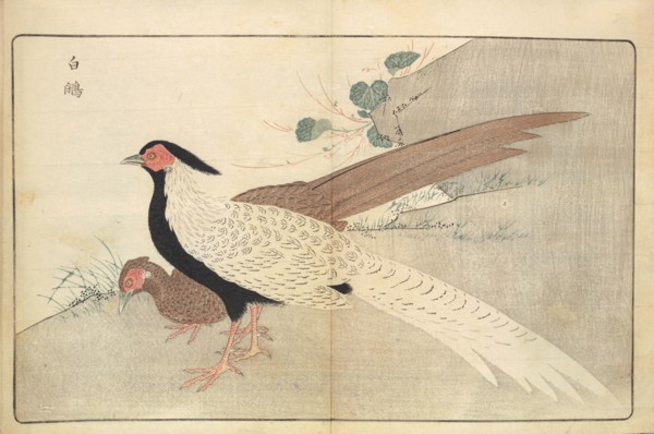 Illustration from "Pictures of Imported Birds", 1790. Private Collection.