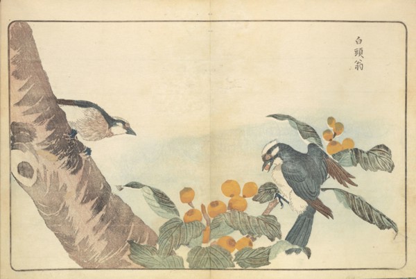 Illustration from "Pictures of Imported Birds", 1790. Private Collection.