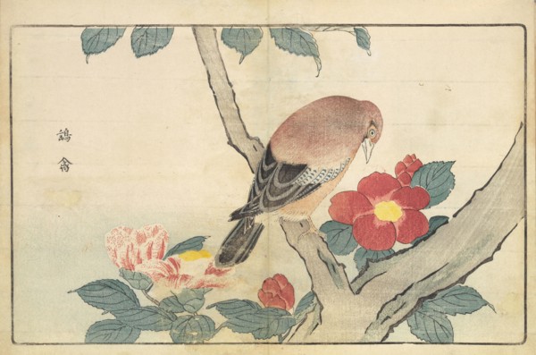 Illustration from "Pictures of Imported Birds", 1790. Private Collection.