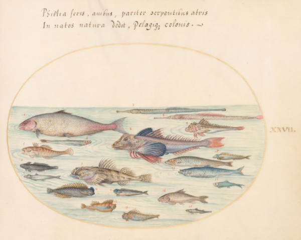 Animalia Aqvatilia et Cochiliata (Aqva): Plate XXVII, c. 1575/1580.