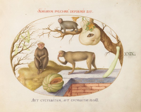 Animalia Qvadrvpedia et Reptilia (Terra): Plate XXIX, c. 1575/1580.