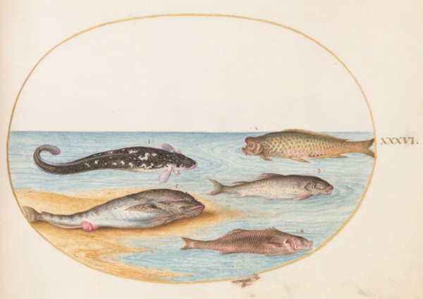 Animalia Aqvatilia et Cochiliata (Aqva): Plate XXXVI, c. 1575/1580.