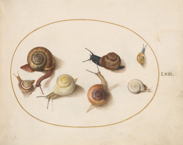 Animalia Qvadrvpedia et Reptilia (Terra): Plate LXIV, c. 1575/1580.