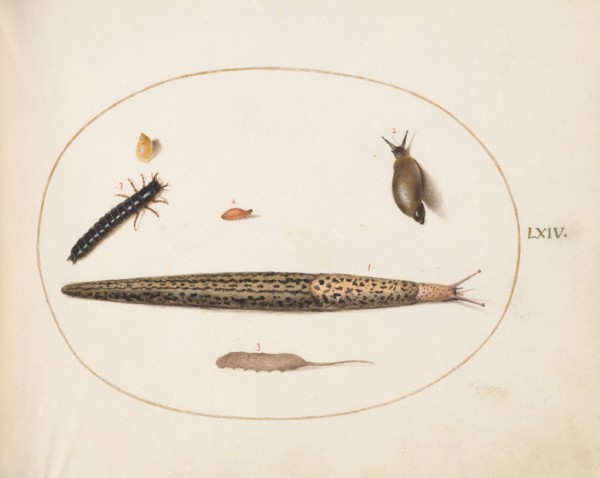 Animalia Qvadrvpedia et Reptilia (Terra): Plate LXIV, c. 1575/1580.