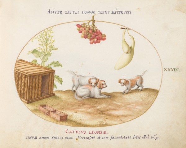 Animalia Qvadrvpedia et Reptilia (Terra): Plate XXXIX, c. 1575/1580.